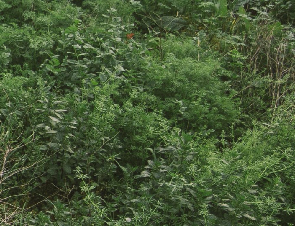 Pikavippi 200e - Acta Pikavippi